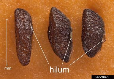 broadleaf plantain, Plantago major  (Plantaginales: Plantaginaceae) - 5459861