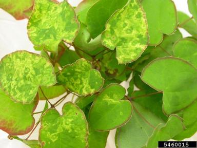 Tobacco Rattle Virus (Tobravirus TRV ) on Epimedium (Epimedium x rubrum ) - 5460015
