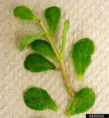 Papaya Mosaic Virus (Potexvirus PapMV ) on common purslane (Portulaca oleracea ) - 5460042