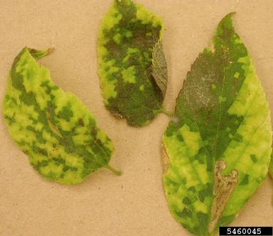 chlorosis (general symptom) (  ) on hackberry (Celtis spp. ) - 5460045