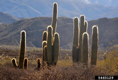 cactus, Echinopsis atacamensis ssp. pasacana (Caryophyllales: Cactaceae) - 5460129