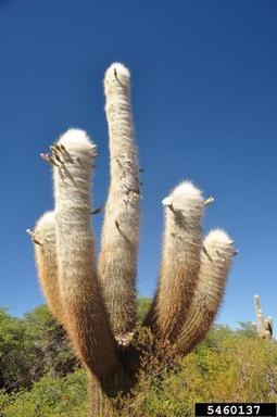 cactus, Echinopsis atacamensis ssp. pasacana (Caryophyllales: Cactaceae) - 5460137