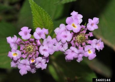 weeping lantana, Lantana montevidensis  (Lamiales: Verbenaceae) - 5460146