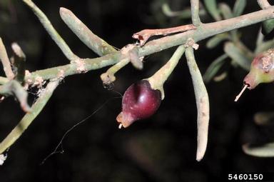 mistletoe, Ligaria cuneifolia  (Santalales: Loranthaceae) - 5460150