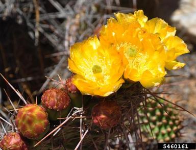 prickly pear, Opuntia sulphurea  (Caryophyllales: Cactaceae) - 5460161