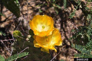 prickly pear, Opuntia sulphurea  (Caryophyllales: Cactaceae) - 5460162
