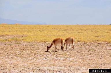vicugna, Vicugna vicugna  (Artiodactyla: Camelidae) - 5460173