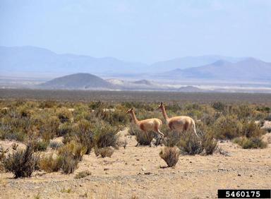 vicugna, Vicugna vicugna  (Artiodactyla: Camelidae) - 5460175