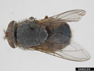 lesser brown blowfly, Calliphora augur  (Diptera: Calliphoridae) - 5460193