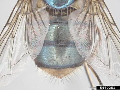 blowfly, Chrysomya incisuralis  (Diptera: Calliphoridae) - 5460251