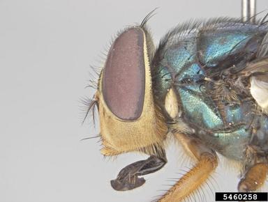 blowfly, Chrysomya incisuralis  (Diptera: Calliphoridae) - 5460258