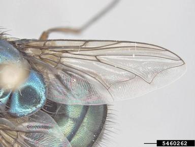 blowfly, Chrysomya incisuralis  (Diptera: Calliphoridae) - 5460262