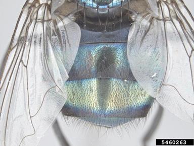 blow fly, Chrysomya megacephala  (Diptera: Calliphoridae) - 5460263
