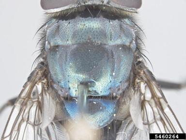 blow fly, Chrysomya megacephala  (Diptera: Calliphoridae) - 5460264