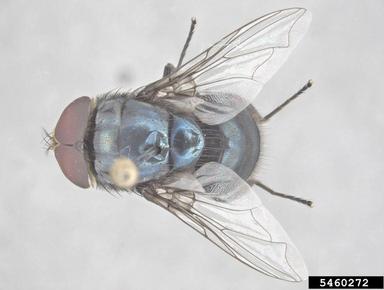 steelblue blowfly, Chrysomya saffranea  (Diptera: Calliphoridae) - 5460272