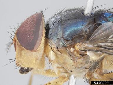 blow fly, Chrysomya semimetallica  (Diptera: Calliphoridae) - 5460290