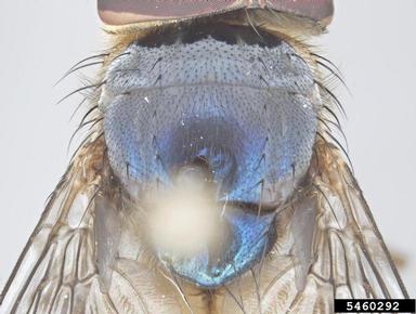 blow fly, Chrysomya semimetallica  (Diptera: Calliphoridae) - 5460292