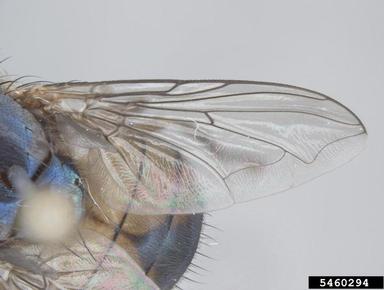 blow fly, Chrysomya semimetallica  (Diptera: Calliphoridae) - 5460294