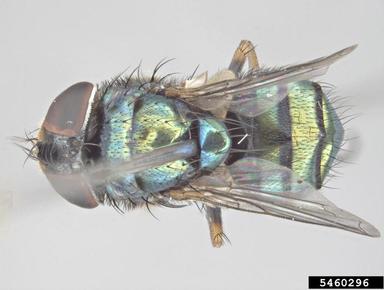 small hairy maggot blowfly, Chrysomya varipes  (Diptera: Calliphoridae) - 5460296