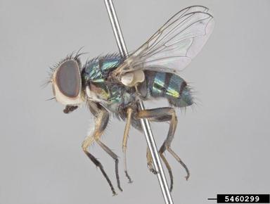 small hairy maggot blowfly, Chrysomya varipes  (Diptera: Calliphoridae) - 5460299