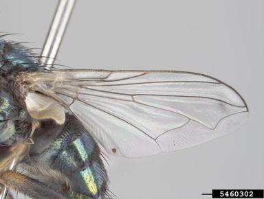small hairy maggot blowfly, Chrysomya varipes  (Diptera: Calliphoridae) - 5460302
