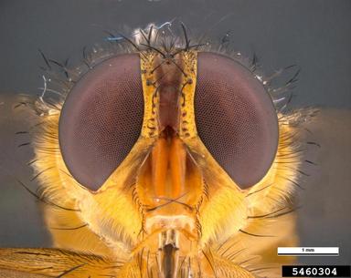 blowfly, Chrysomya incisuralis  (Diptera: Calliphoridae) - 5460304