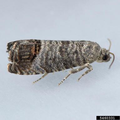 codling moth, Cydia pomonella  (Lepidoptera: Tortricidae) - 5460331