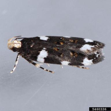 redbud leaffolder, Fascista cercerisella  (Lepidoptera: Gelechiidae) - 5460336