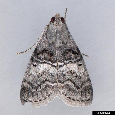 maple webworm, Pococera asperatella  (Lepidoptera: Pyralidae) - 5460344