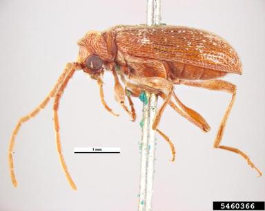 whitemarked spider beetle, Ptinus fur  (Coleoptera: Anobiidae) - 5460366