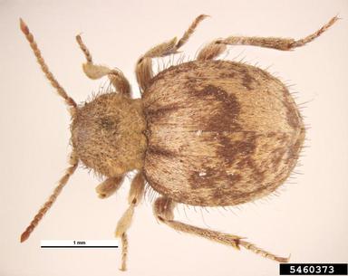globular spider beetle, Trigonogenius globulum globosus (Coleoptera: Anobiidae) - 5460373