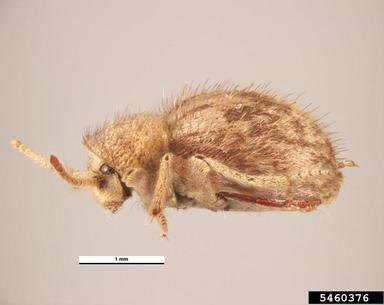 globular spider beetle, Trigonogenius globulum globosus (Coleoptera: Anobiidae) - 5460376