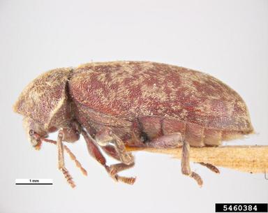 deathwatch beetle, Xestobium rufovillosum  (Coleoptera: Anobiidae) - 5460384