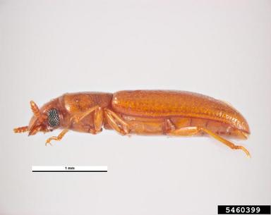 longheaded flour beetle, Latheticus oryzae  (Coleoptera: Tenebrionidae) - 5460399