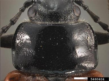 comb-clawed beetle, Omophlus lepturoides  (Coleoptera: Tenebrionidae) - 5460404