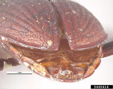 dark mealworm, Tenebrio obscurus  (Coleoptera: Tenebrionidae) - 5460414