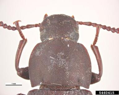 dark mealworm, Tenebrio obscurus  (Coleoptera: Tenebrionidae) - 5460415
