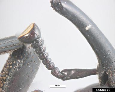 agave weevil, Scyphophorus acupunctatus   (Coleoptera: Curculionidae) - 5460578