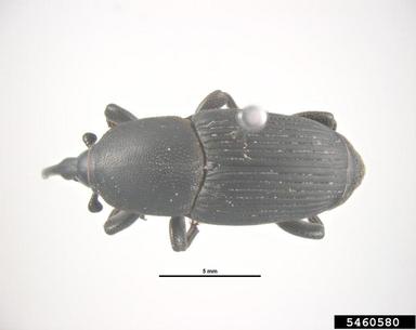 agave weevil, Scyphophorus acupunctatus   (Coleoptera: Curculionidae) - 5460580