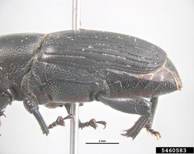 agave weevil, Scyphophorus acupunctatus   (Coleoptera: Curculionidae) - 5460583