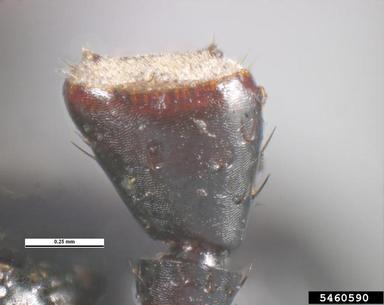 yucca weevil, Scyphophorus yuccae  (Coleoptera: Curculionidae) - 5460590
