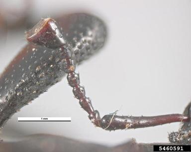 yucca weevil, Scyphophorus yuccae  (Coleoptera: Curculionidae) - 5460591