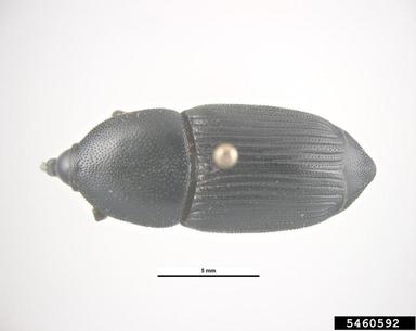 yucca weevil, Scyphophorus yuccae  (Coleoptera: Curculionidae) - 5460592