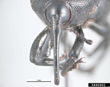 yucca weevil, Scyphophorus yuccae  (Coleoptera: Curculionidae) - 5460601