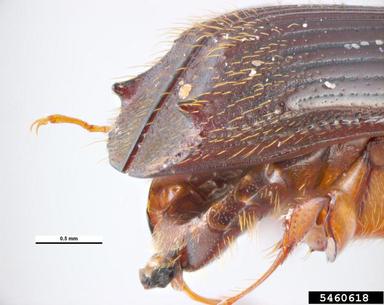 New Zealand pinhole borer, Platypus apicalis  (Coleoptera: Curculionidae) - 5460618