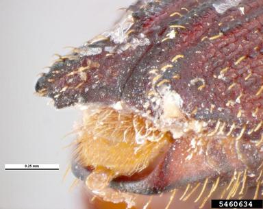 common ambrosia beetle, Platypus parallelus  (Coleoptera: Curculionidae) - 5460634