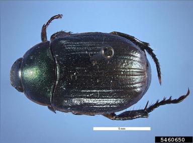 small July beetle, Anomala dubia  (Coleoptera: Scarabaeidae) - 5460650