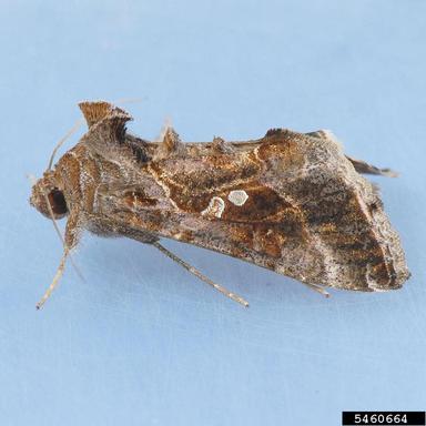 soybean looper, Pseudoplusia includens  (Lepidoptera: Noctuidae) - 5460664