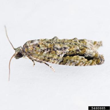 maple twig borer, Proteoteras aesculana  (Lepidoptera: Tortricidae) - 5460665