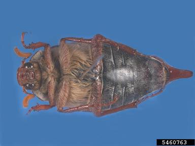 common cockchafer, Melolontha melolontha  (Coleoptera: Scarabaeidae) - 5460763